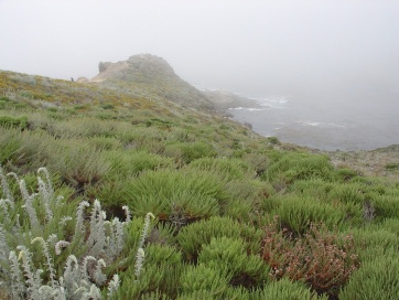 Point Lobos in Fog 1